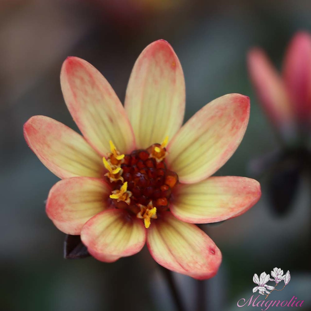 Star Wars Dahlia Tuber