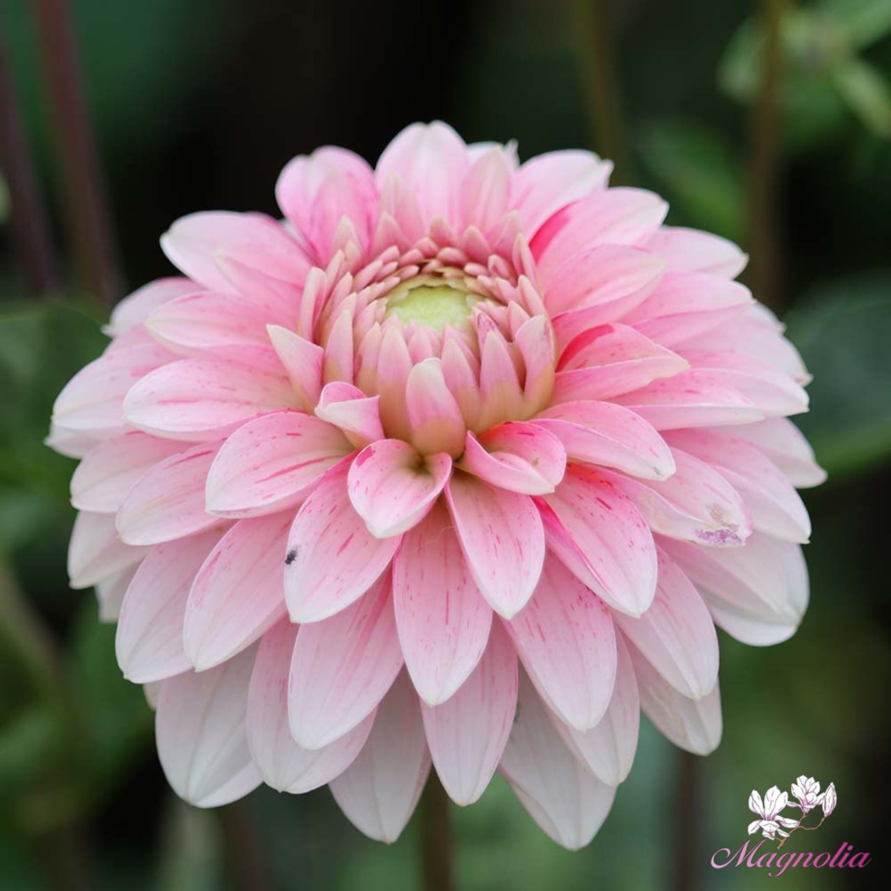 Strawberry Cream Dahlia Tuber