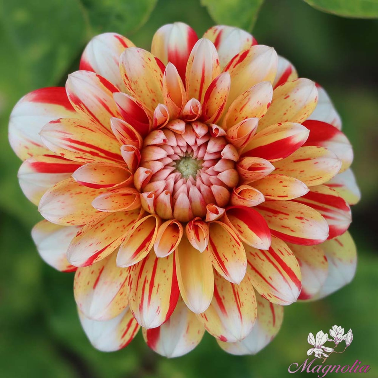 Striped Nagano Dahlia Tuber