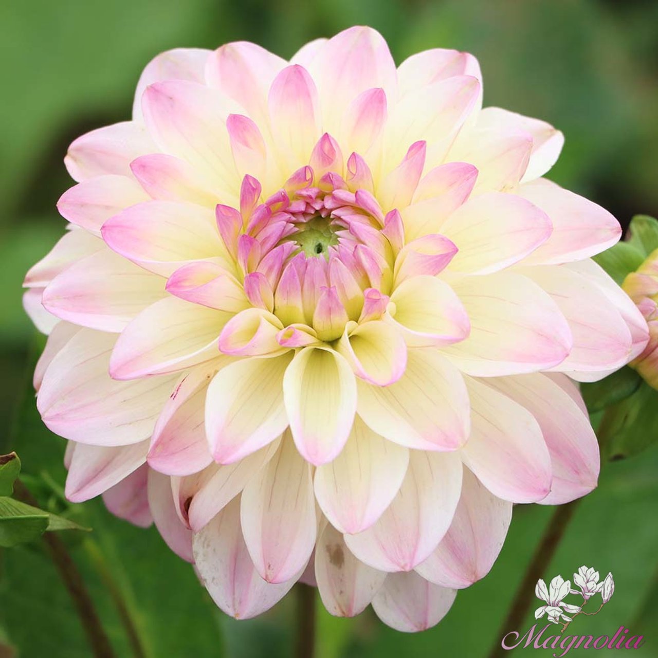 Sturm Kika Dahlia Tuber