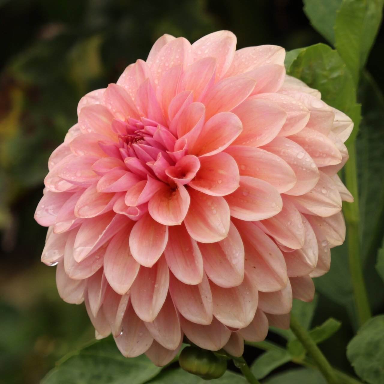 Sturm Sweet Maria Dahlia Tuber