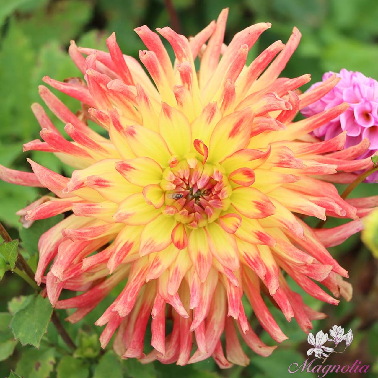 Summer Breeze Dahlia Tuber