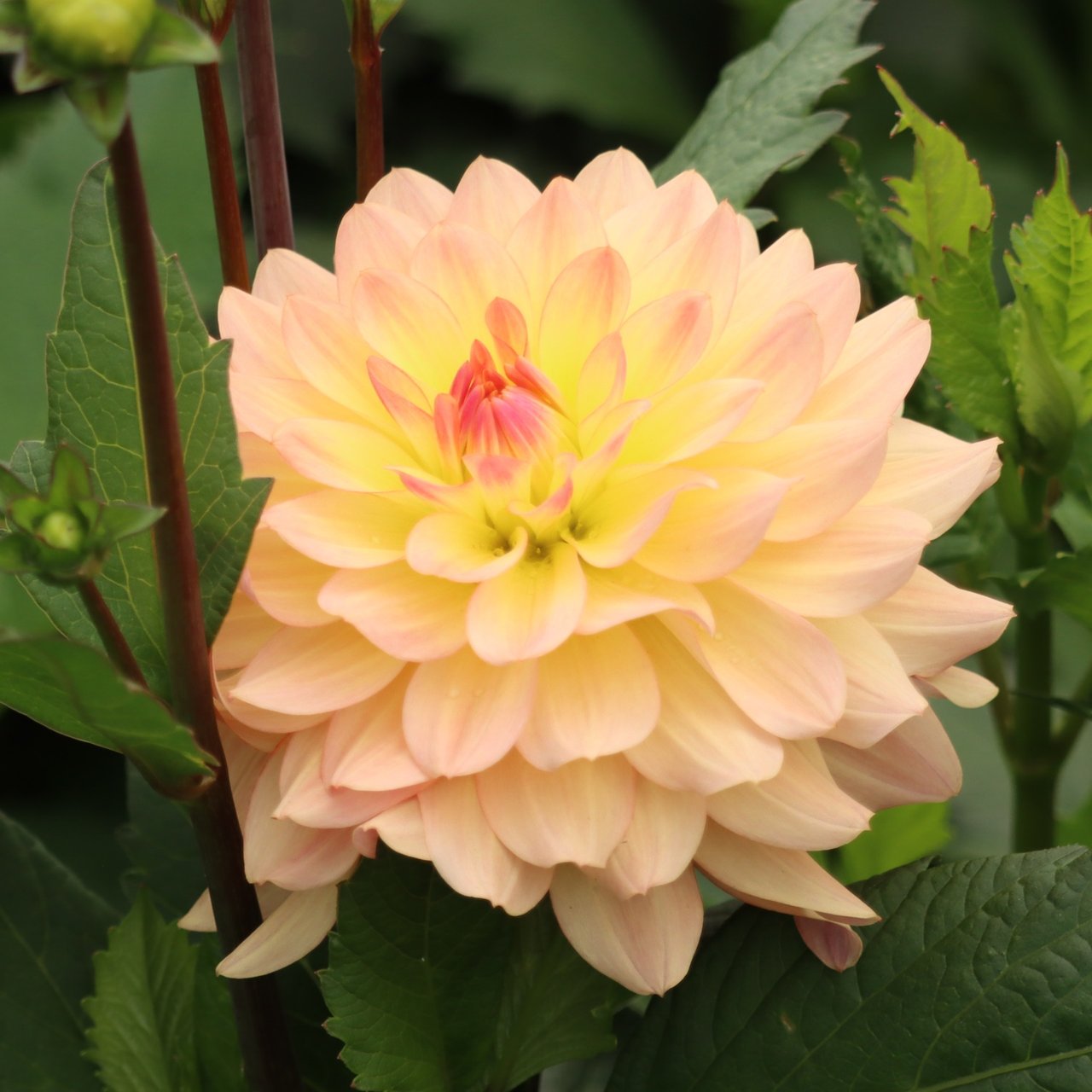 Sunset Idylle Dahlia Tuber