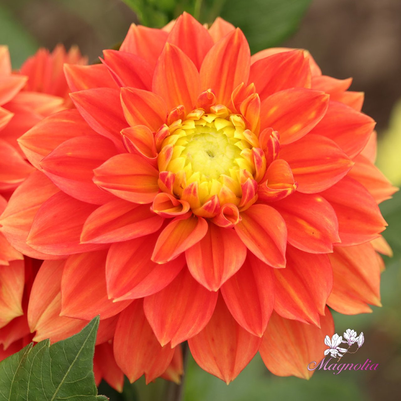 Sunset Tropicana Dahlia Tuber