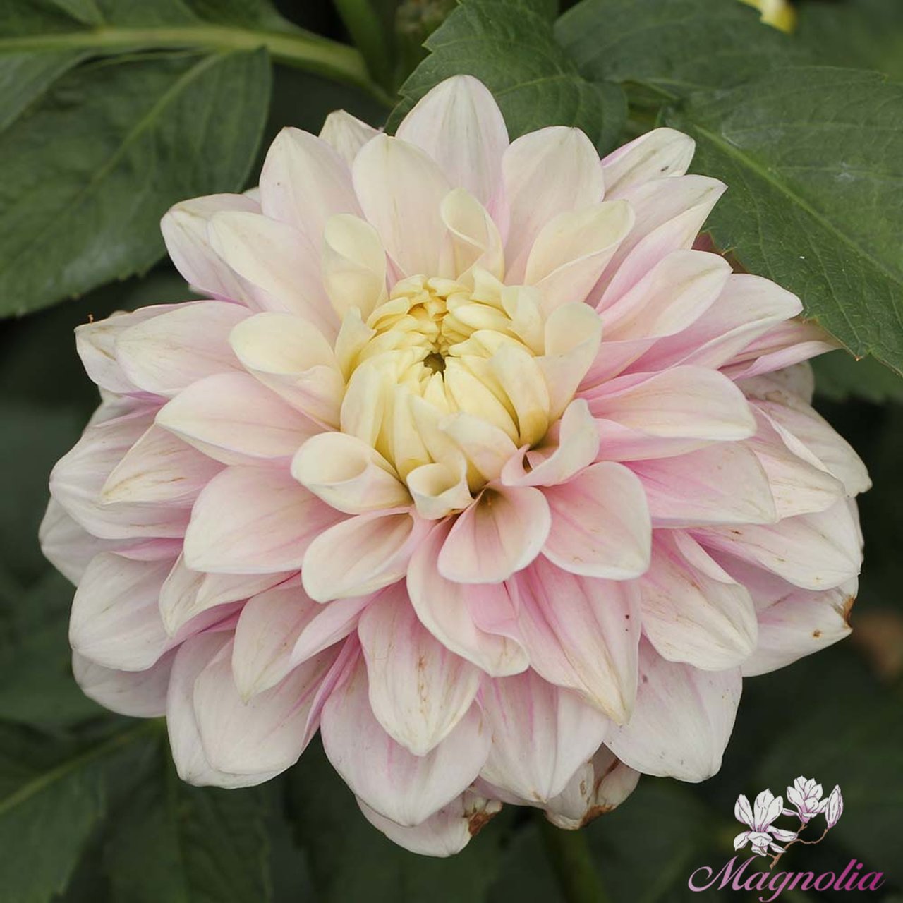 Sweet Lucille Dahlia Knöl