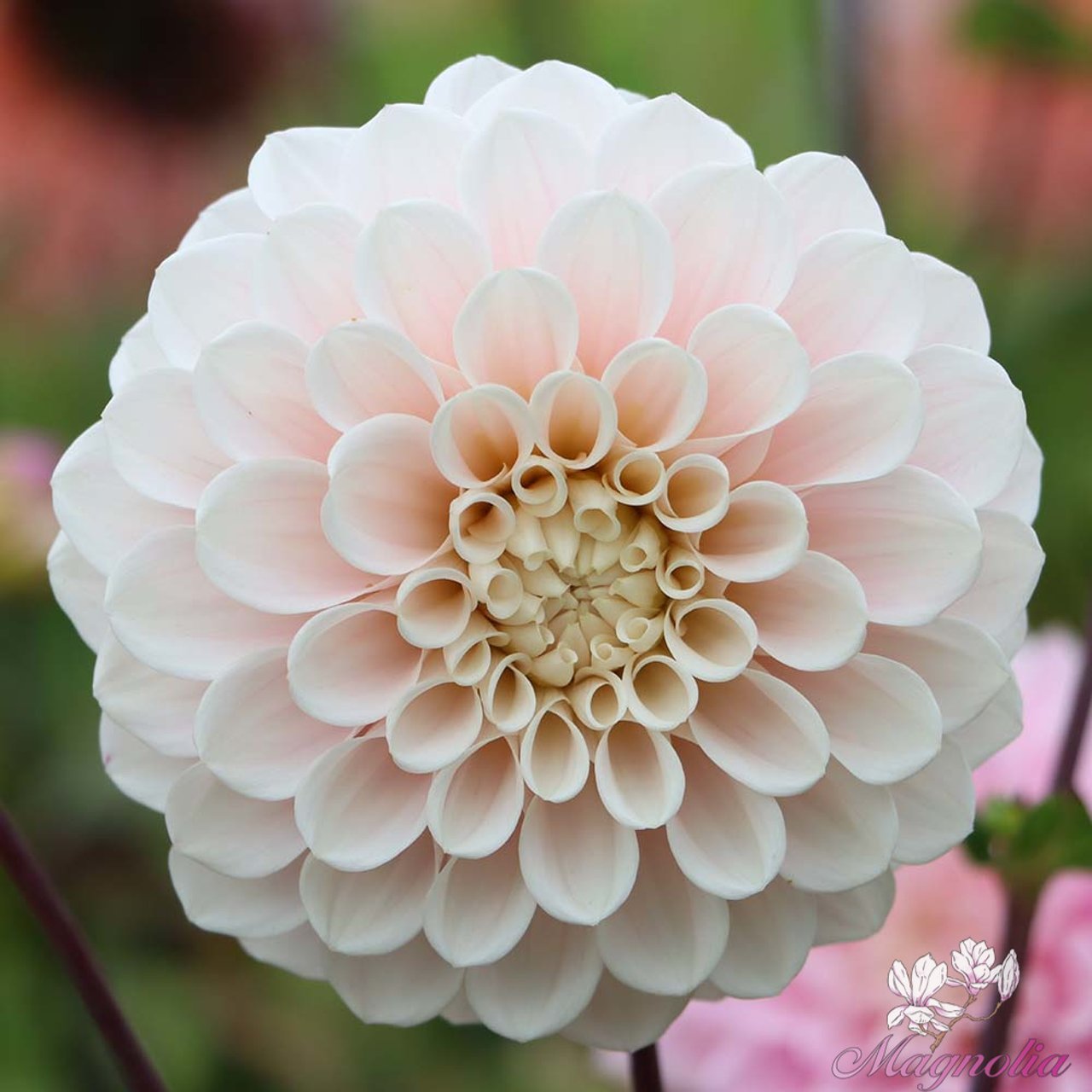 Sweet Nathalie Dahlia Tuber