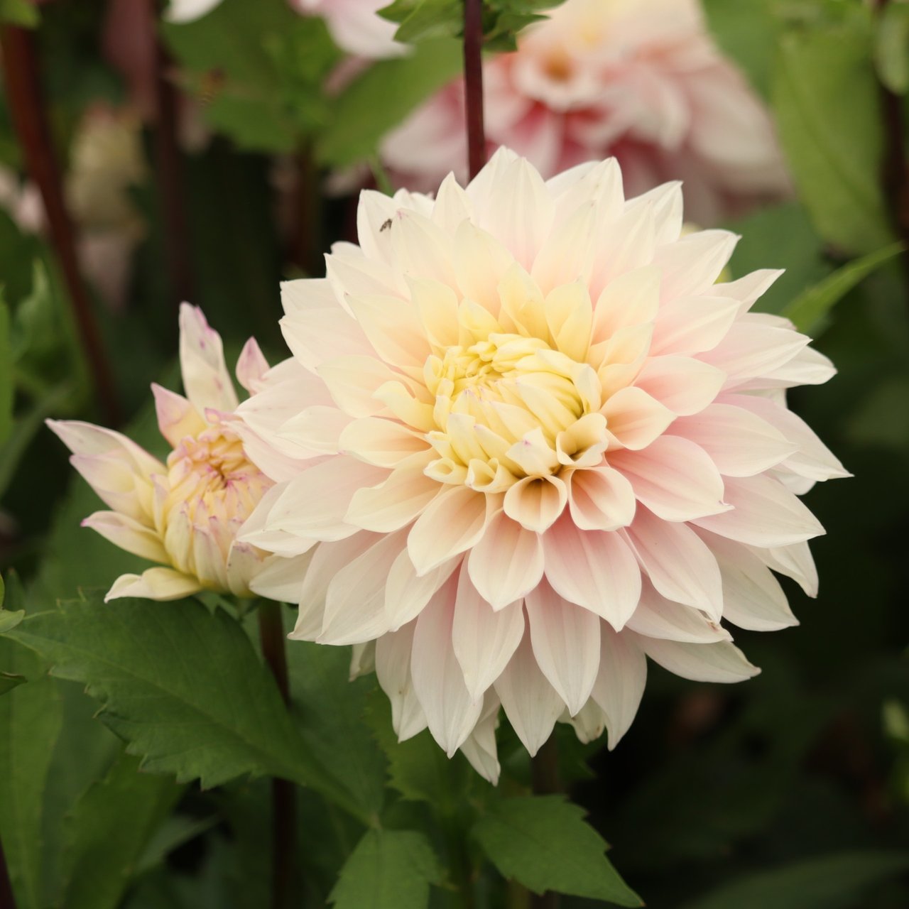 Sweet September Dahlia Tuber