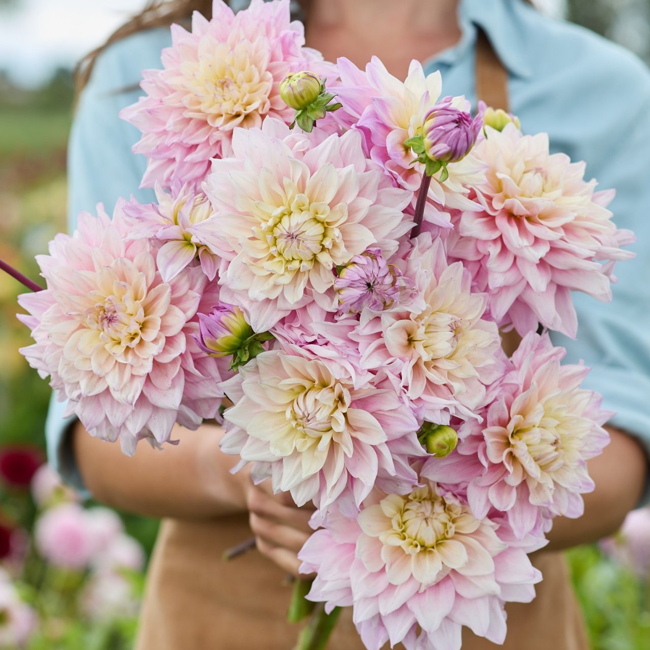 Sweet September Dahlia Tuber
