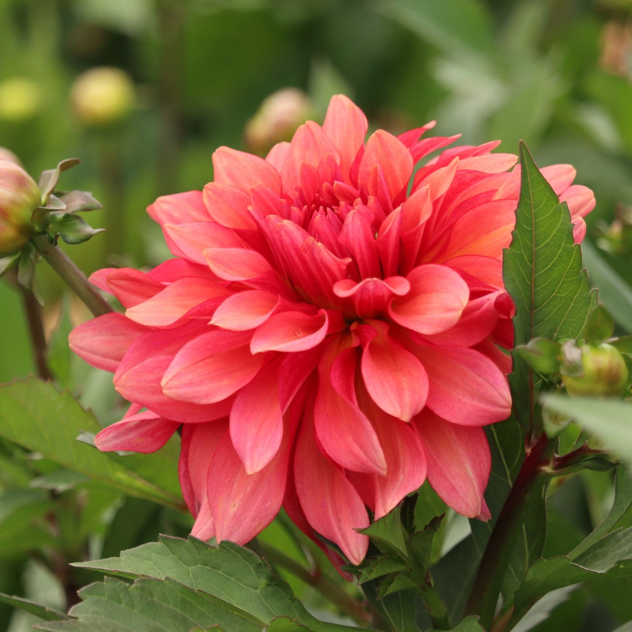 Swirled Guava Idylle Dahlia Knöl