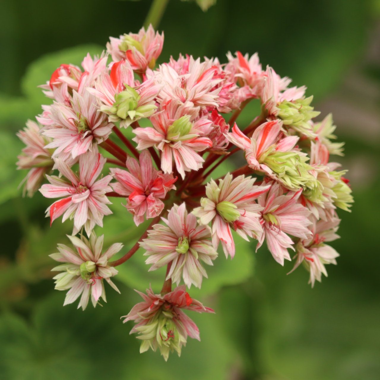 Swiss Star (Mallorca) Pelargon Stickling