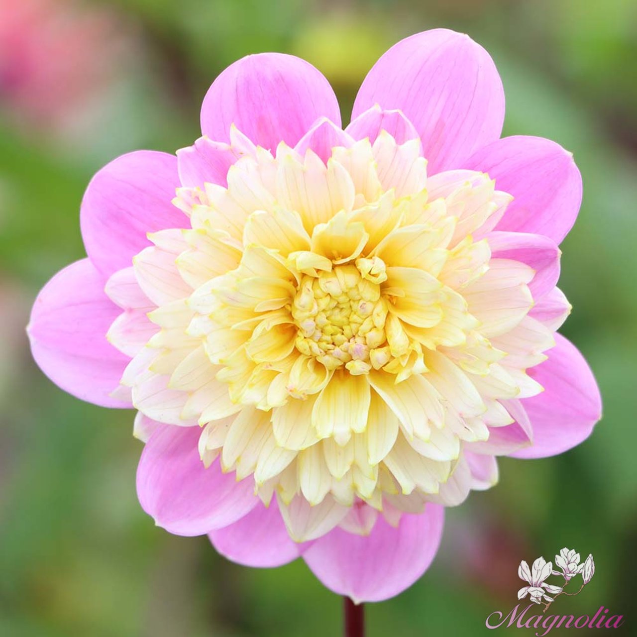 Take Off Dahlia Tuber
