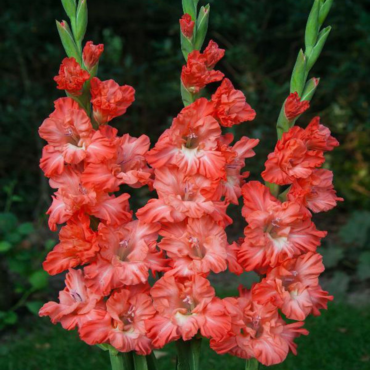 Ted's Frizzle Gladiolus Corms