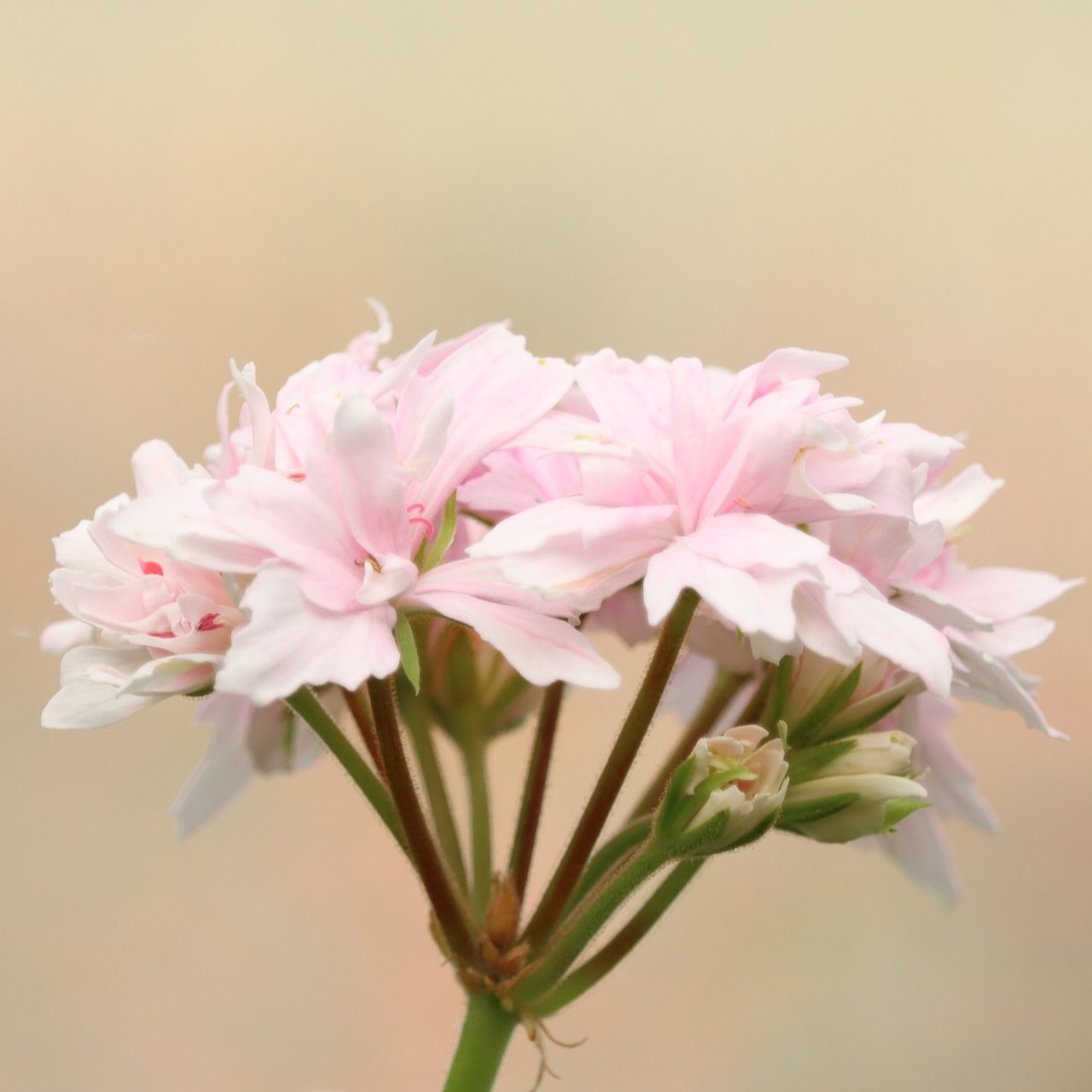Ted Tedston Pelargonium Cutting