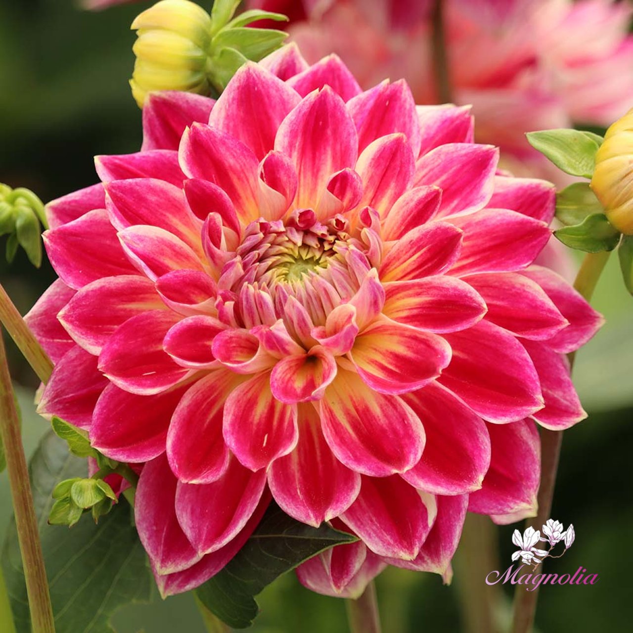 Temple of Beauty Dahlia Knöl