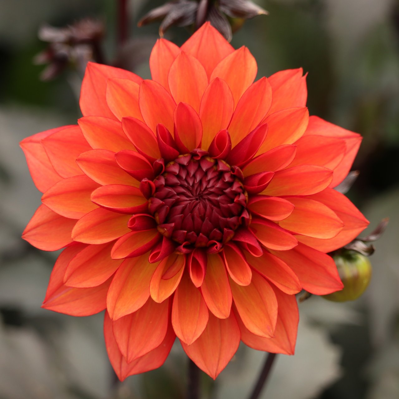 Tiramisu Dahlia Tuber