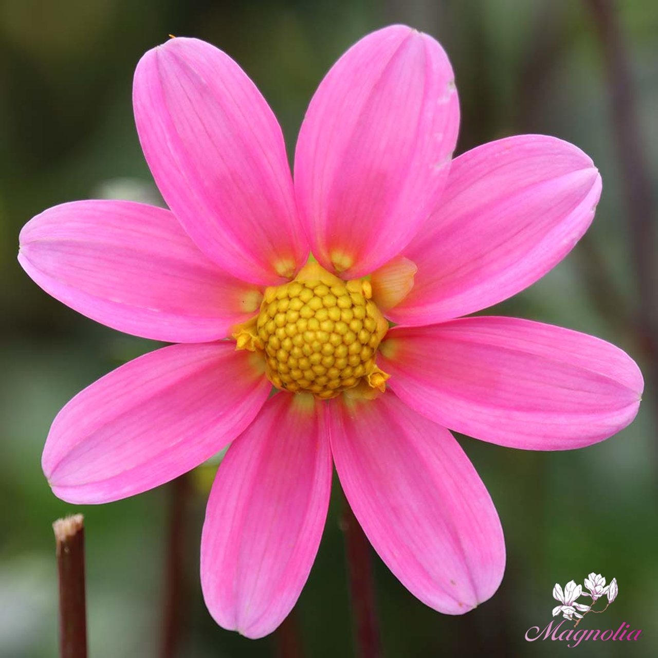 Topmix Pink Dahlia Tuber