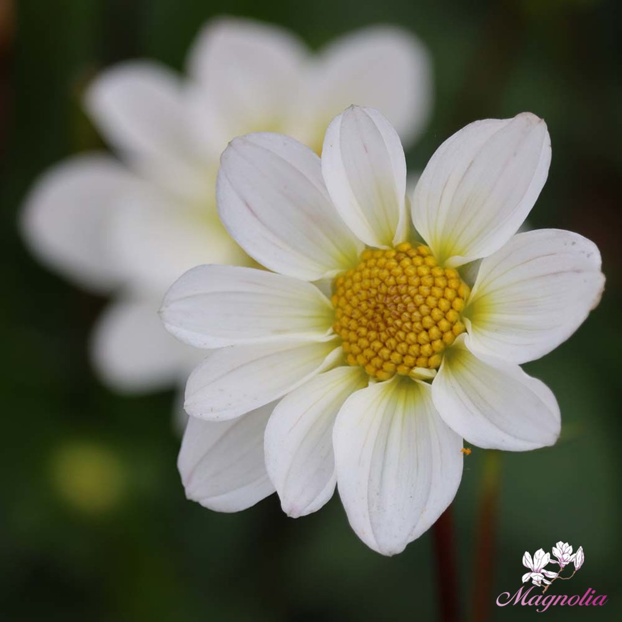 Topmix White Dahlia Knöl