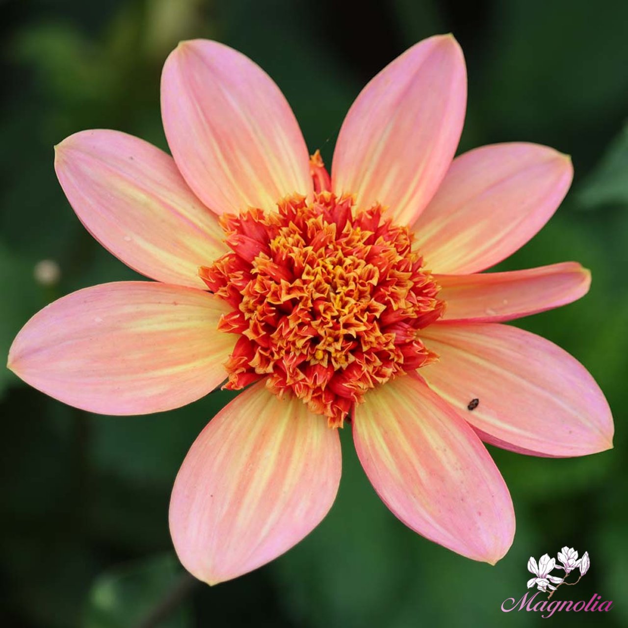 Totally Tangerine Dahlia Knöl
