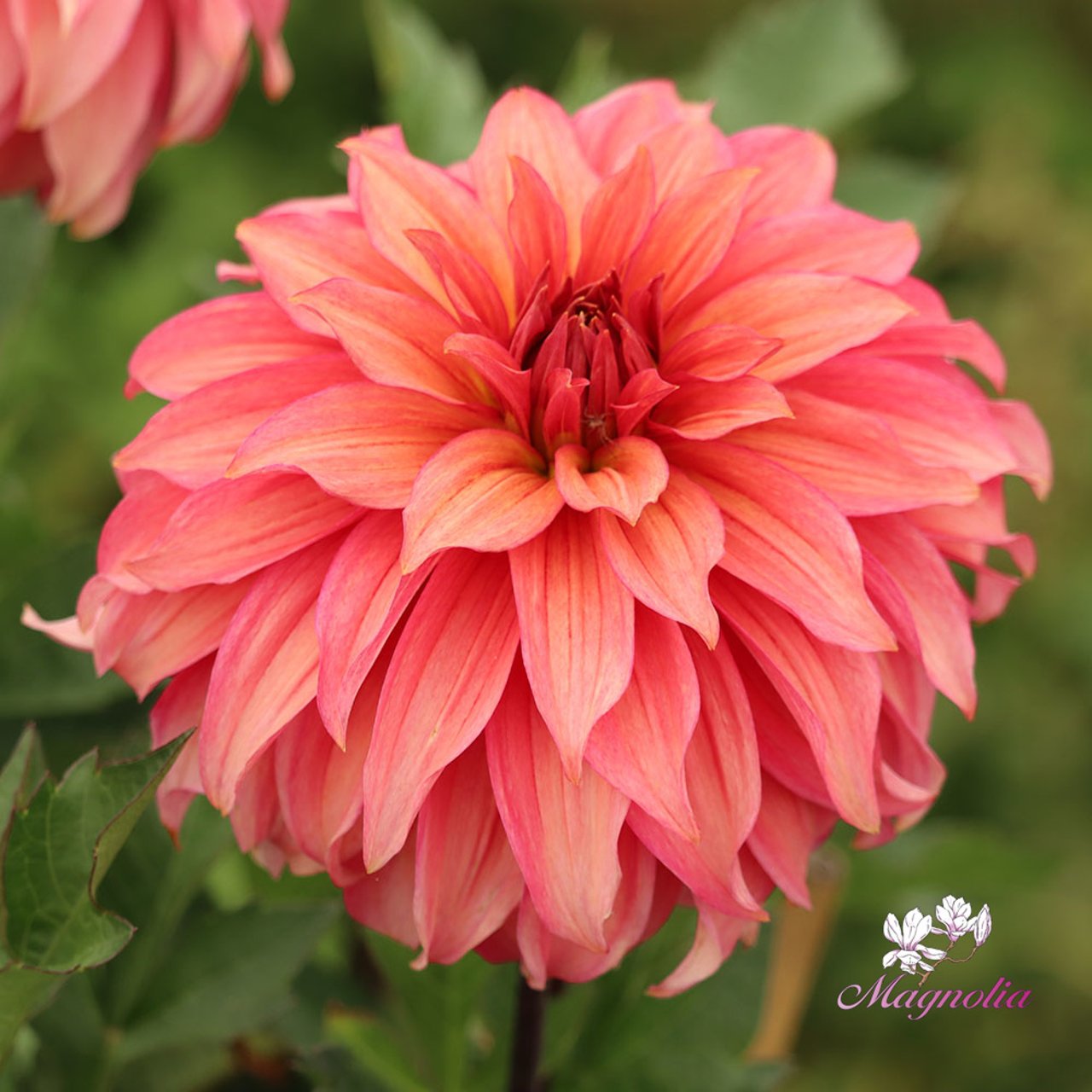 Truffula Idylle Dahlia Knöl