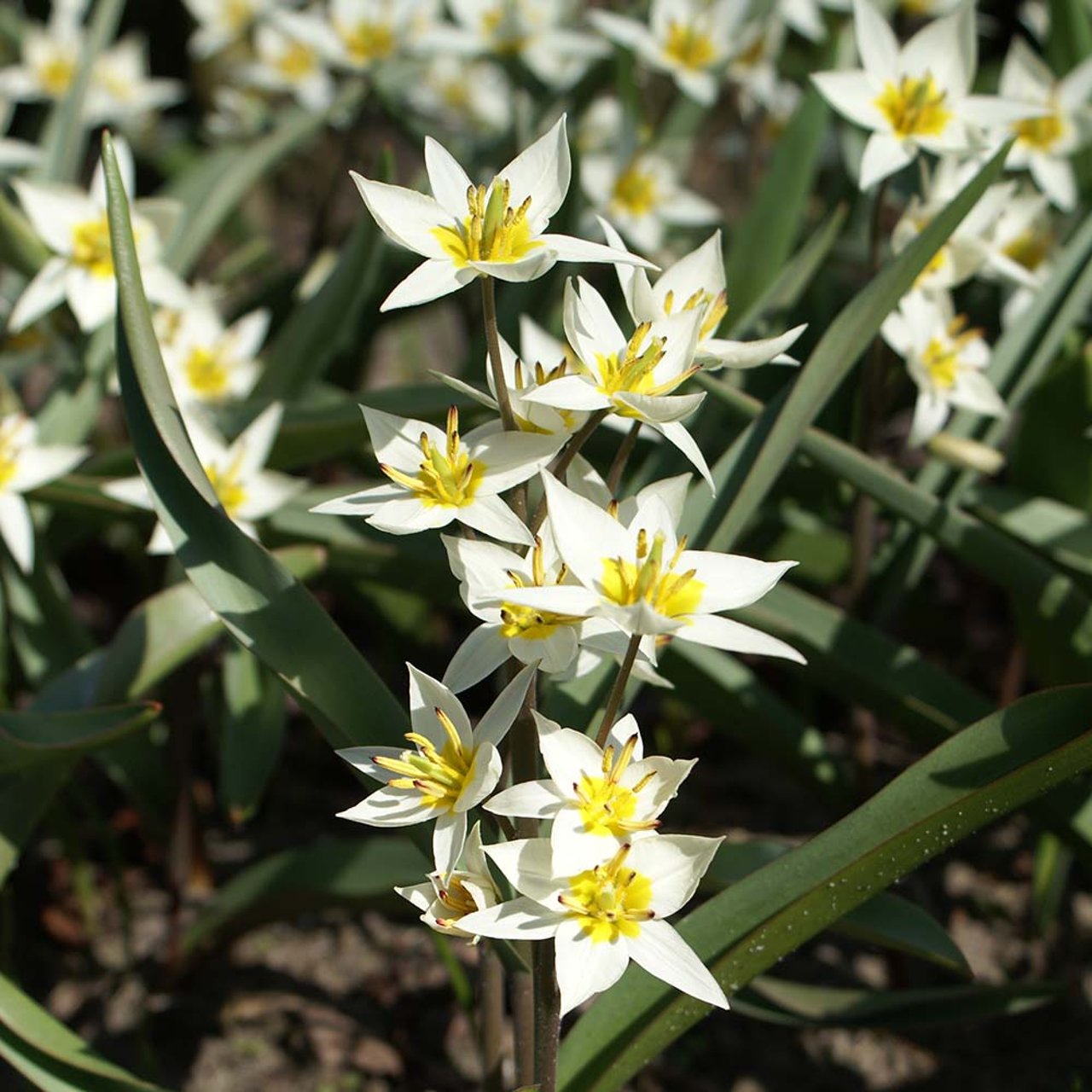 Turkestanica Bulbs