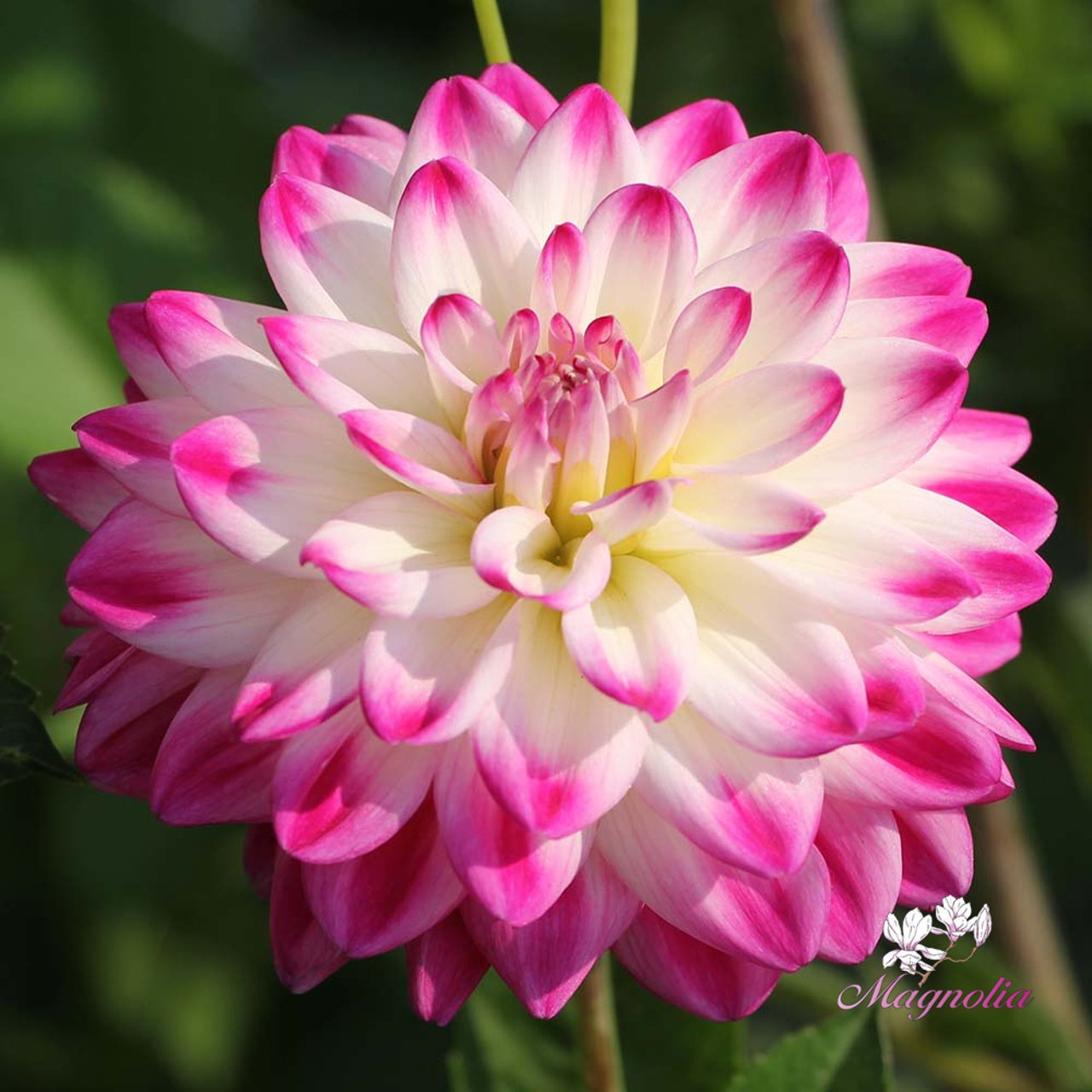Uncle Hankey Dahlia Knöl