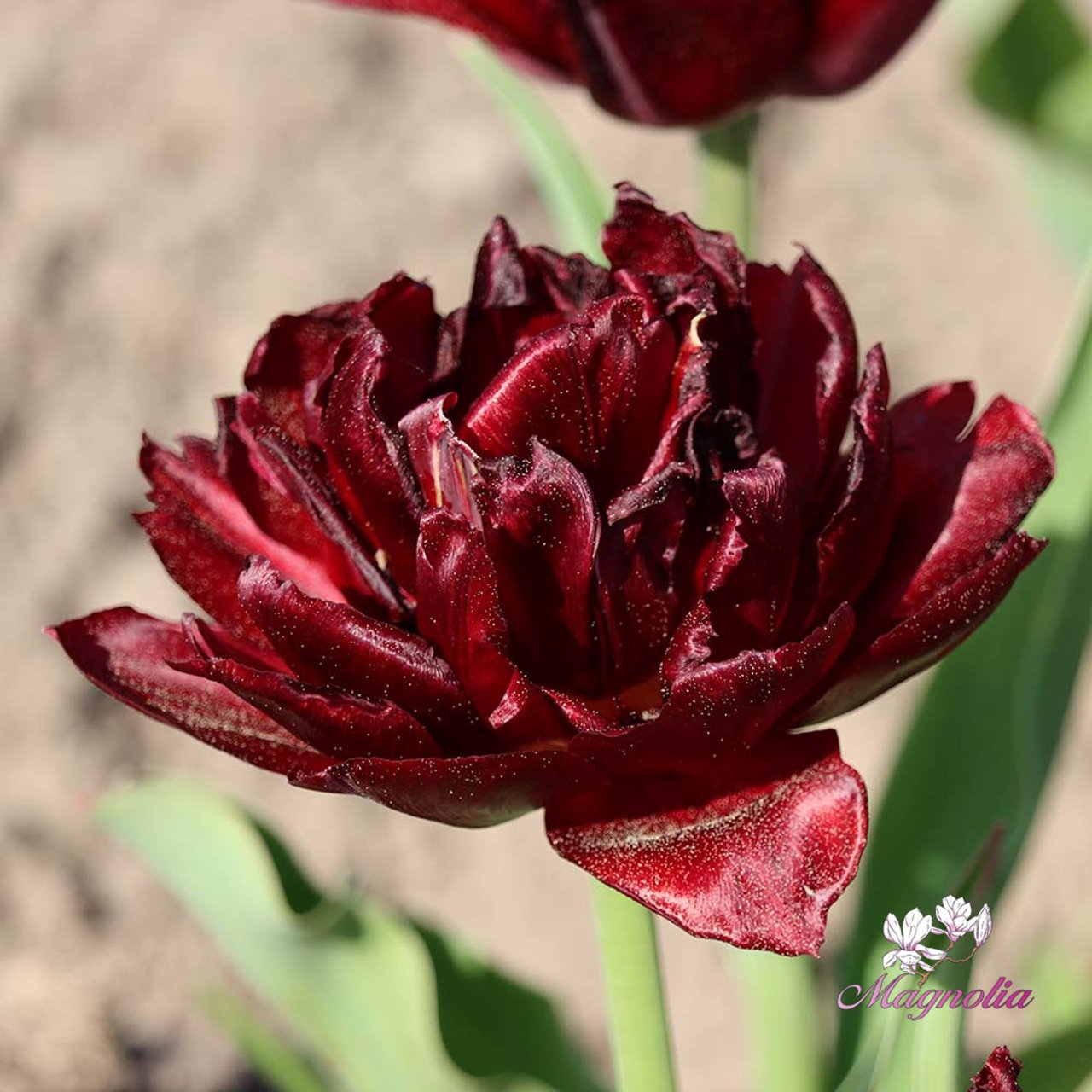 Uncle Tom Tulip Bulbs