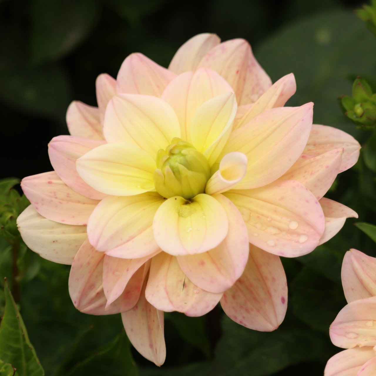 Vallée de la Loire Dahlia Cutting