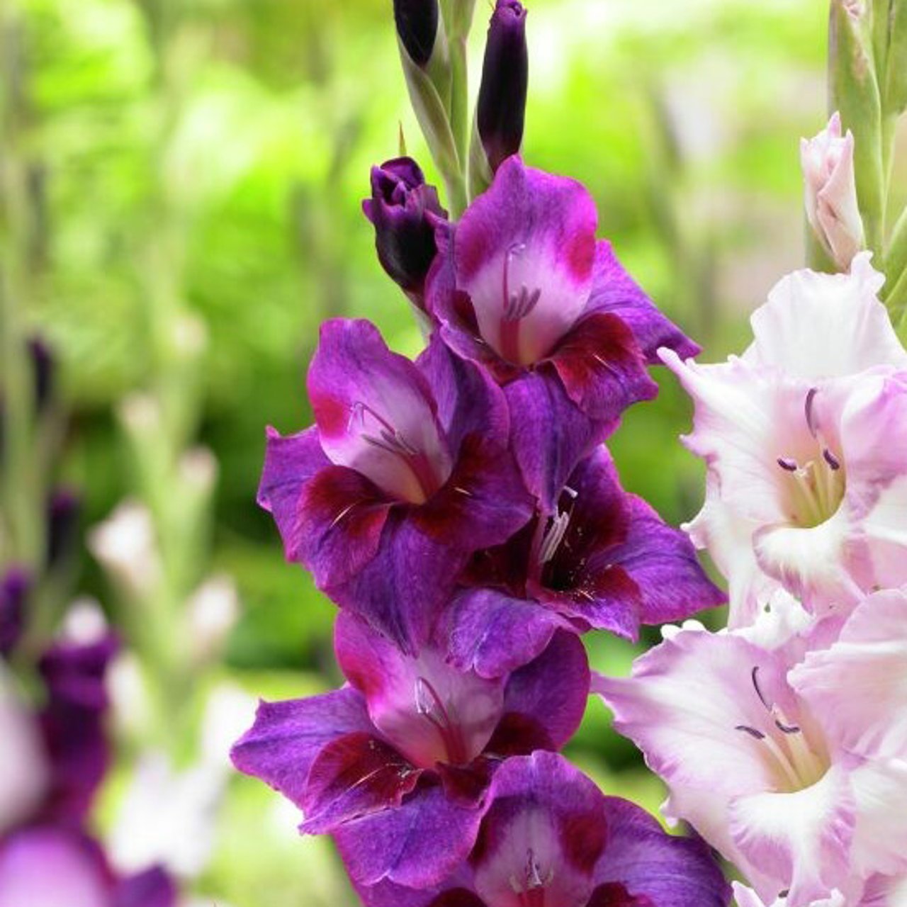 Velvet Eyes Gladiolus Knölar