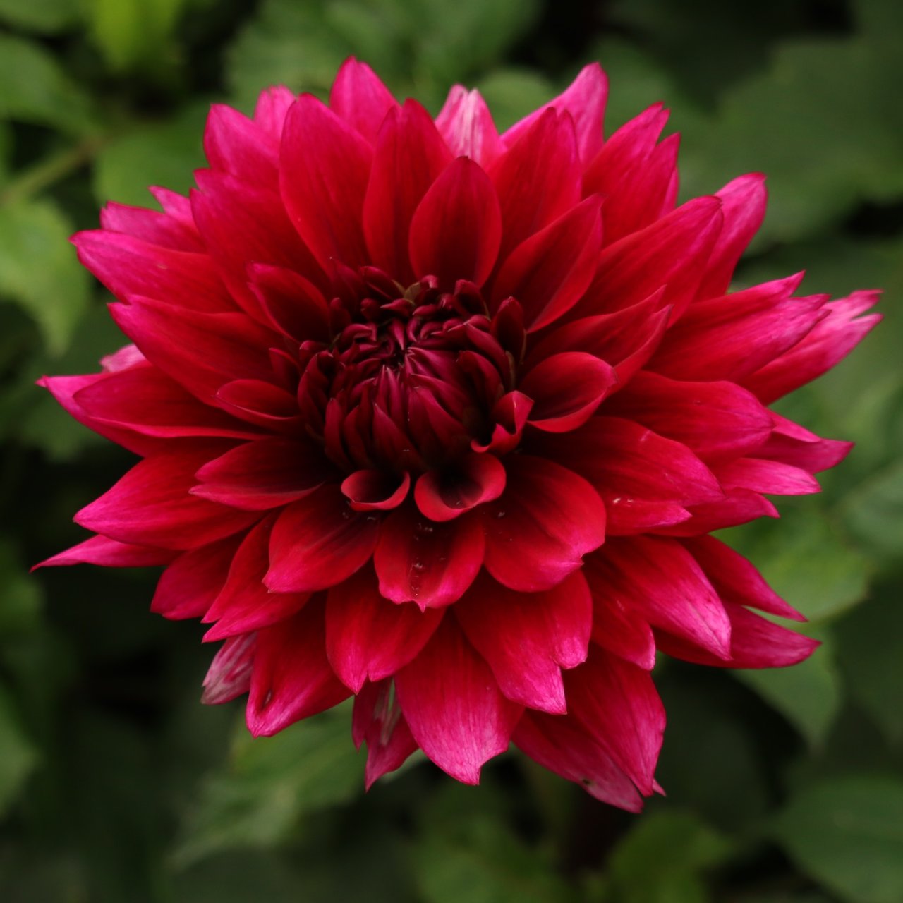 Velvet Wonder Blomstrar (stickling) Dahlia Stickling