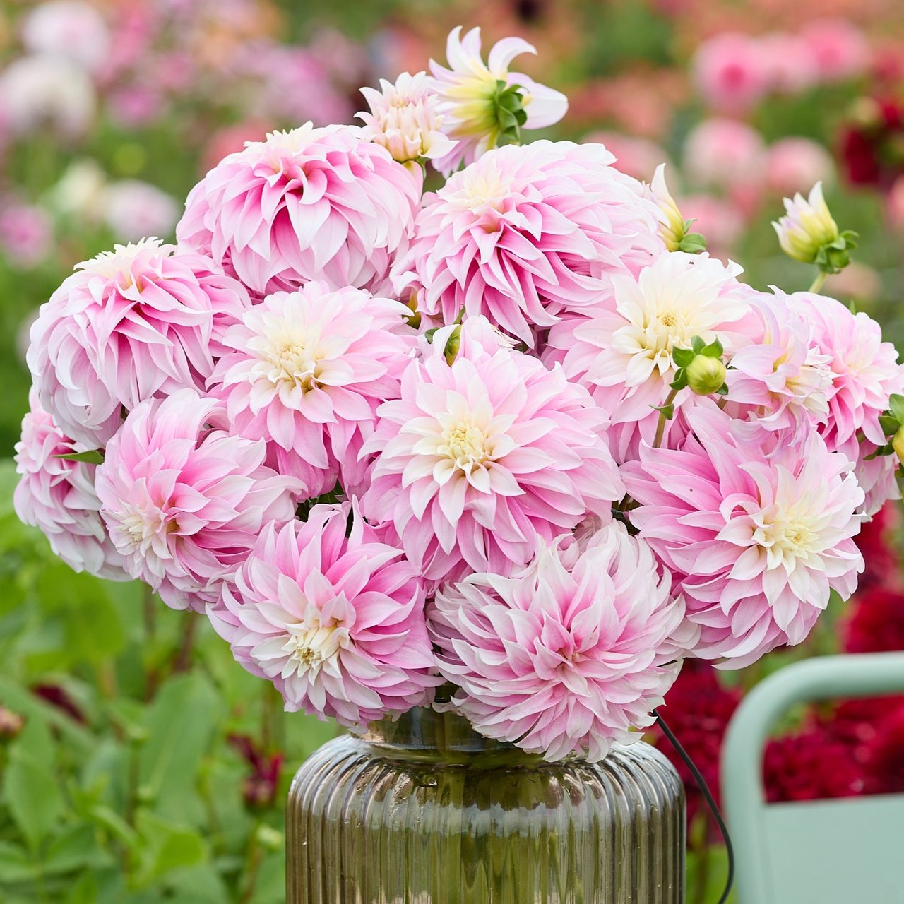Verrone's DF Dahlia Tuber
