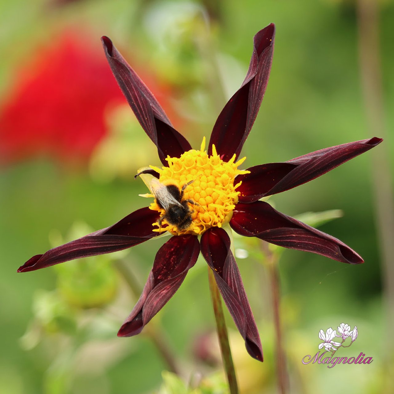 Verrone's Obsidian Dahlia Tuber