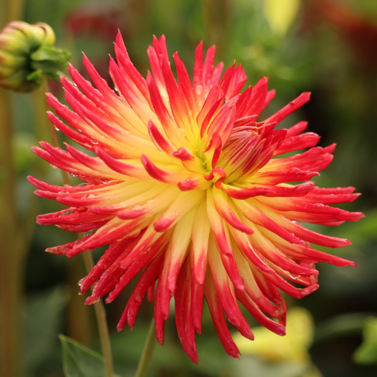 Weston Spanish Dancer Dahlia Knöl