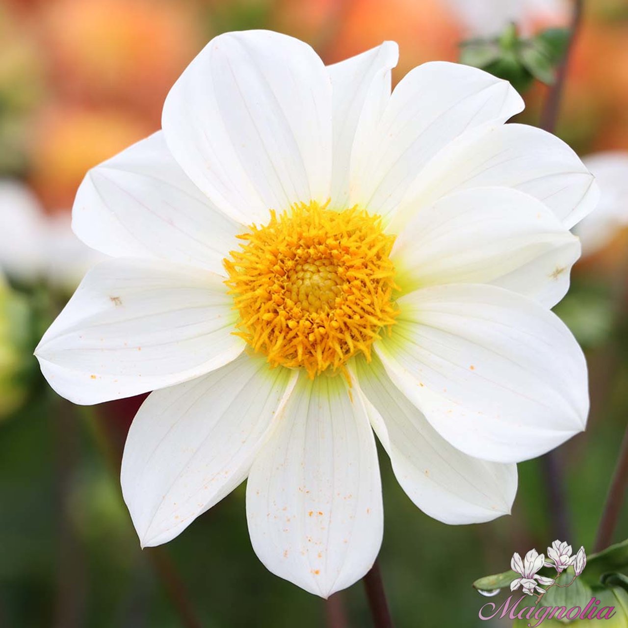 White Emperor Dahlia Tuber