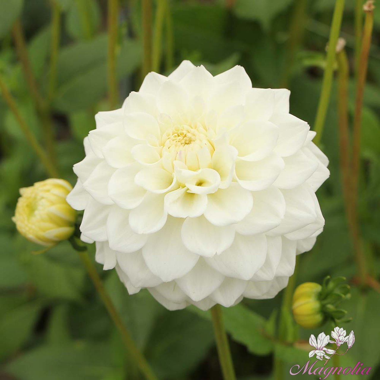 White Love Dahlia Knöl
