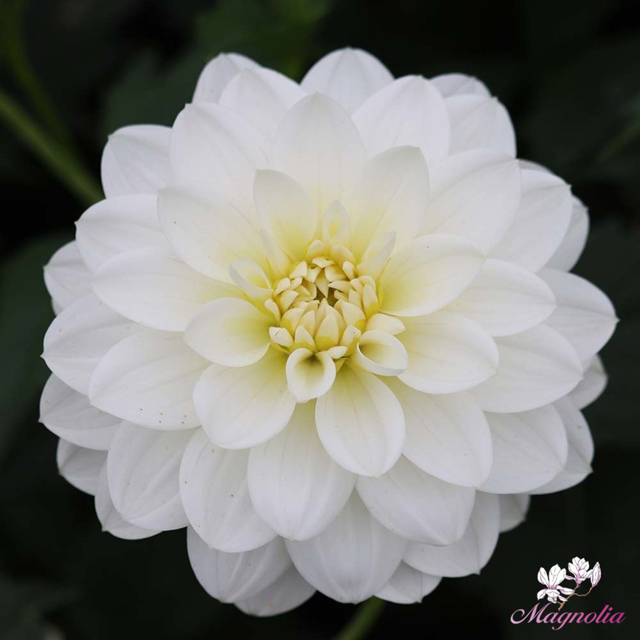White Onesta Dahlia Tuber