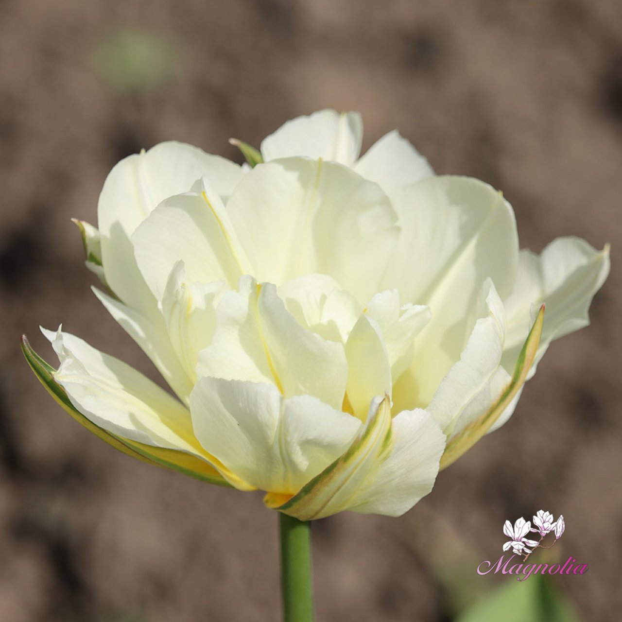 White Valley Tulip Bulbs