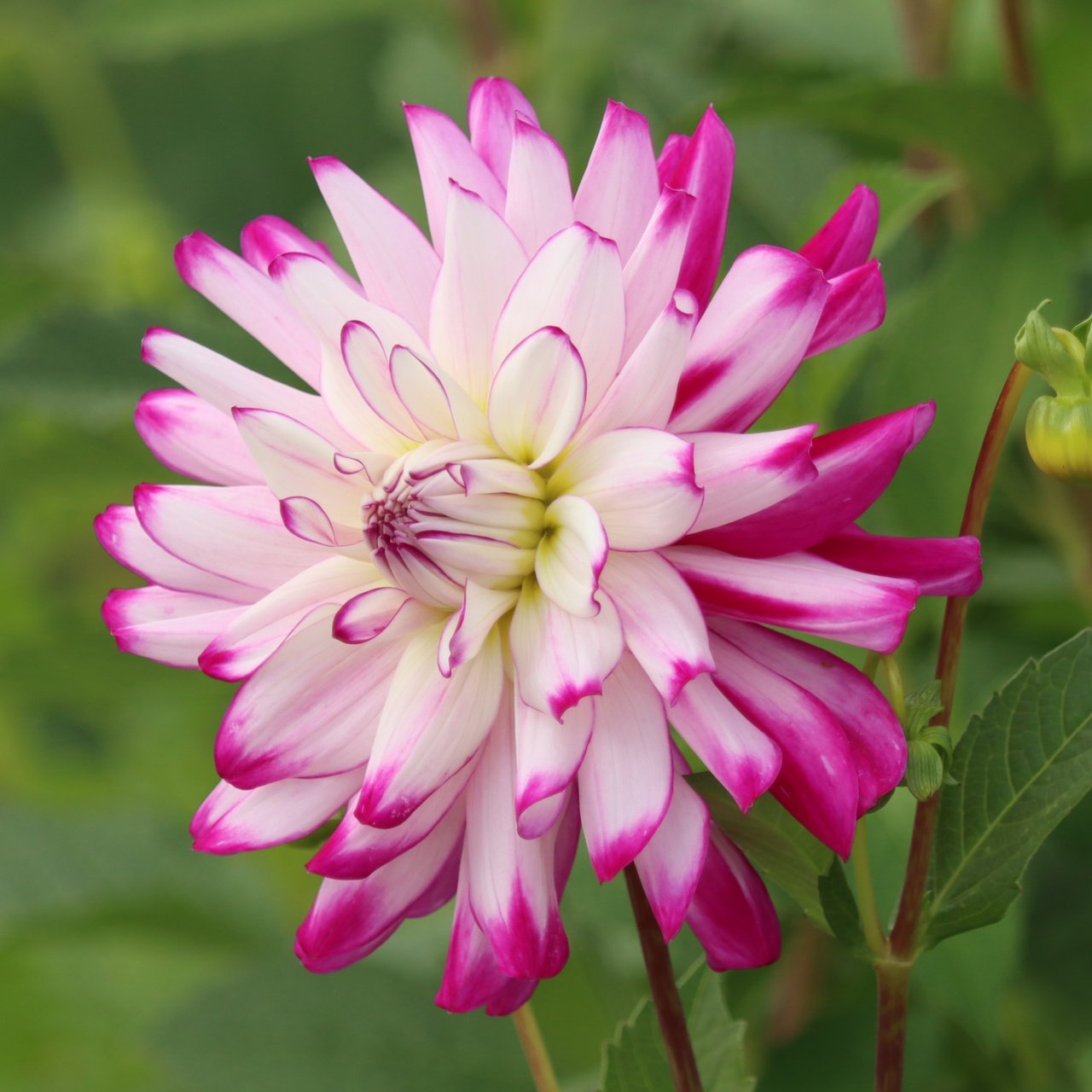Who Dun It Dahlia Tuber