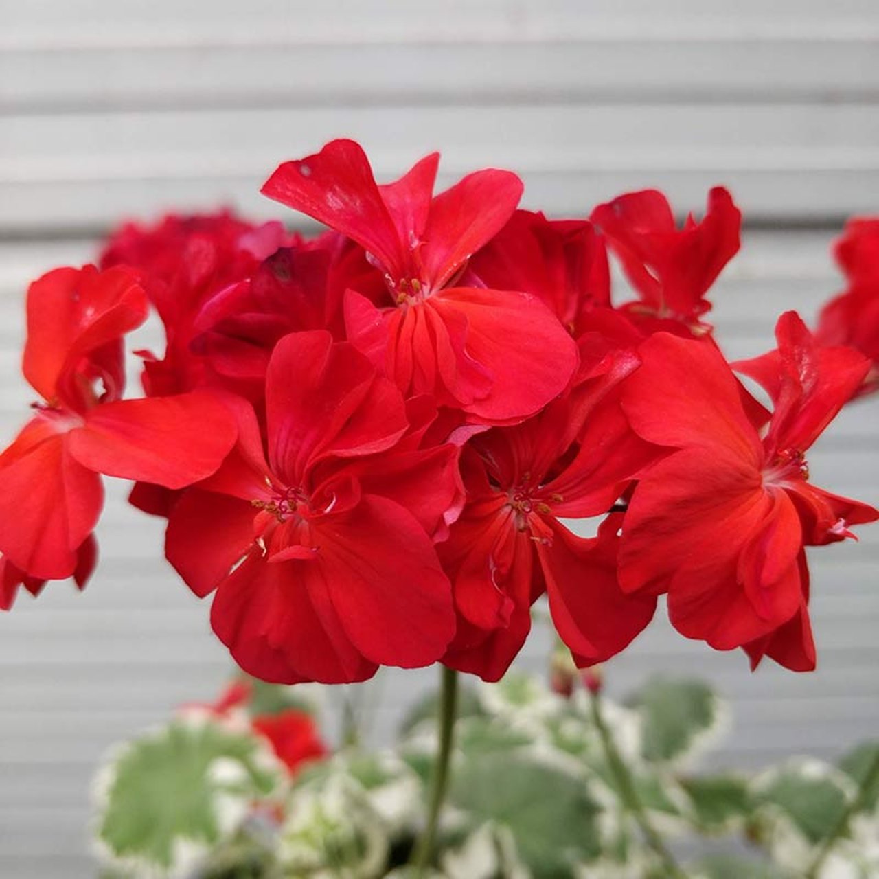 Wilhelm Langguth Pelargonium Cutting