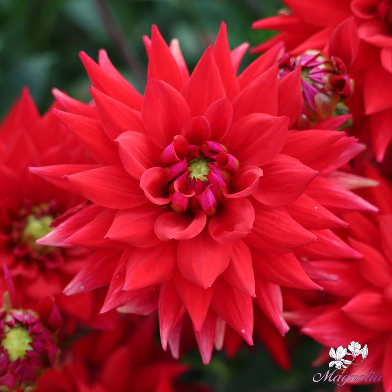 Witteman's Best Dahlia Tuber