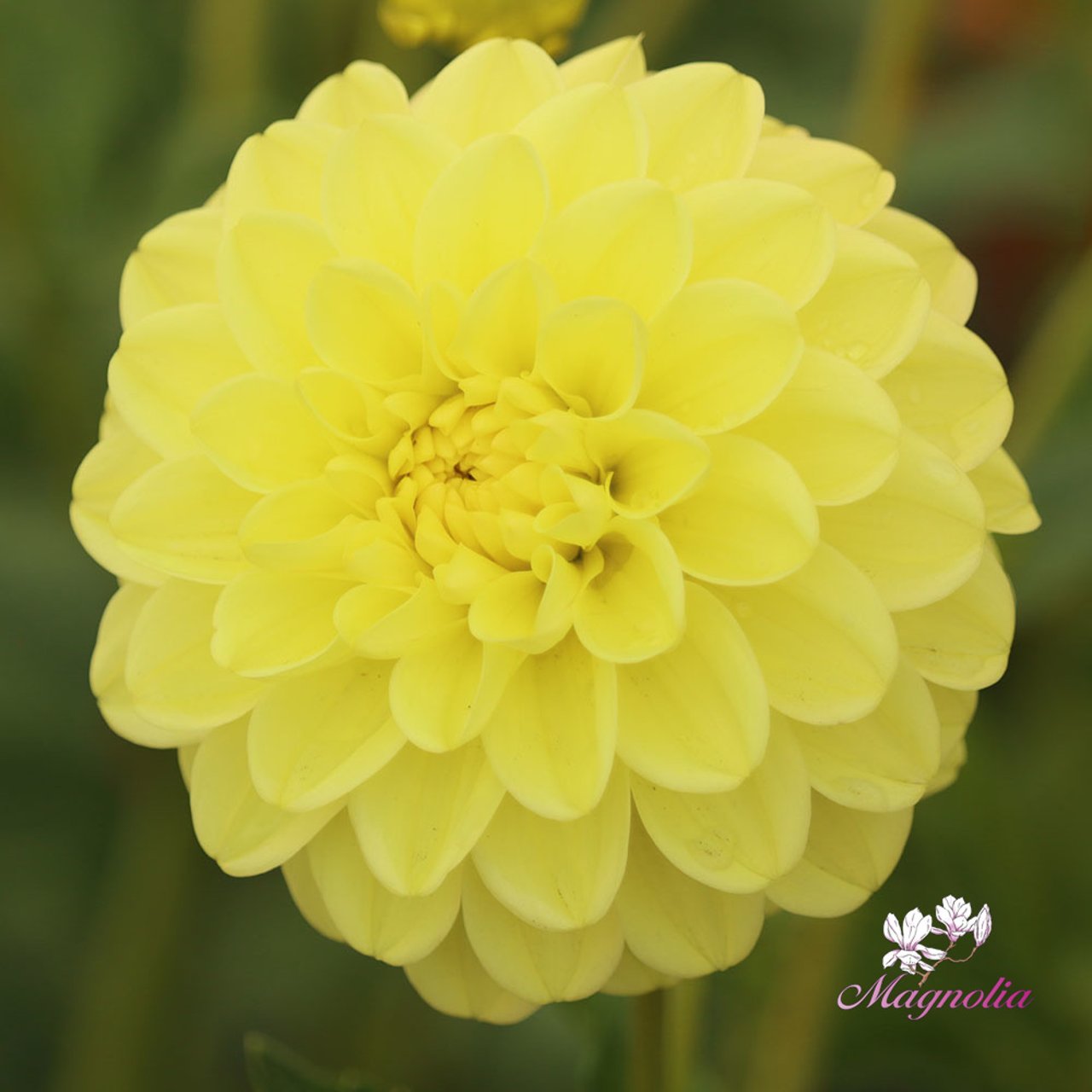 Yellow Heaven Dahlia Tuber
