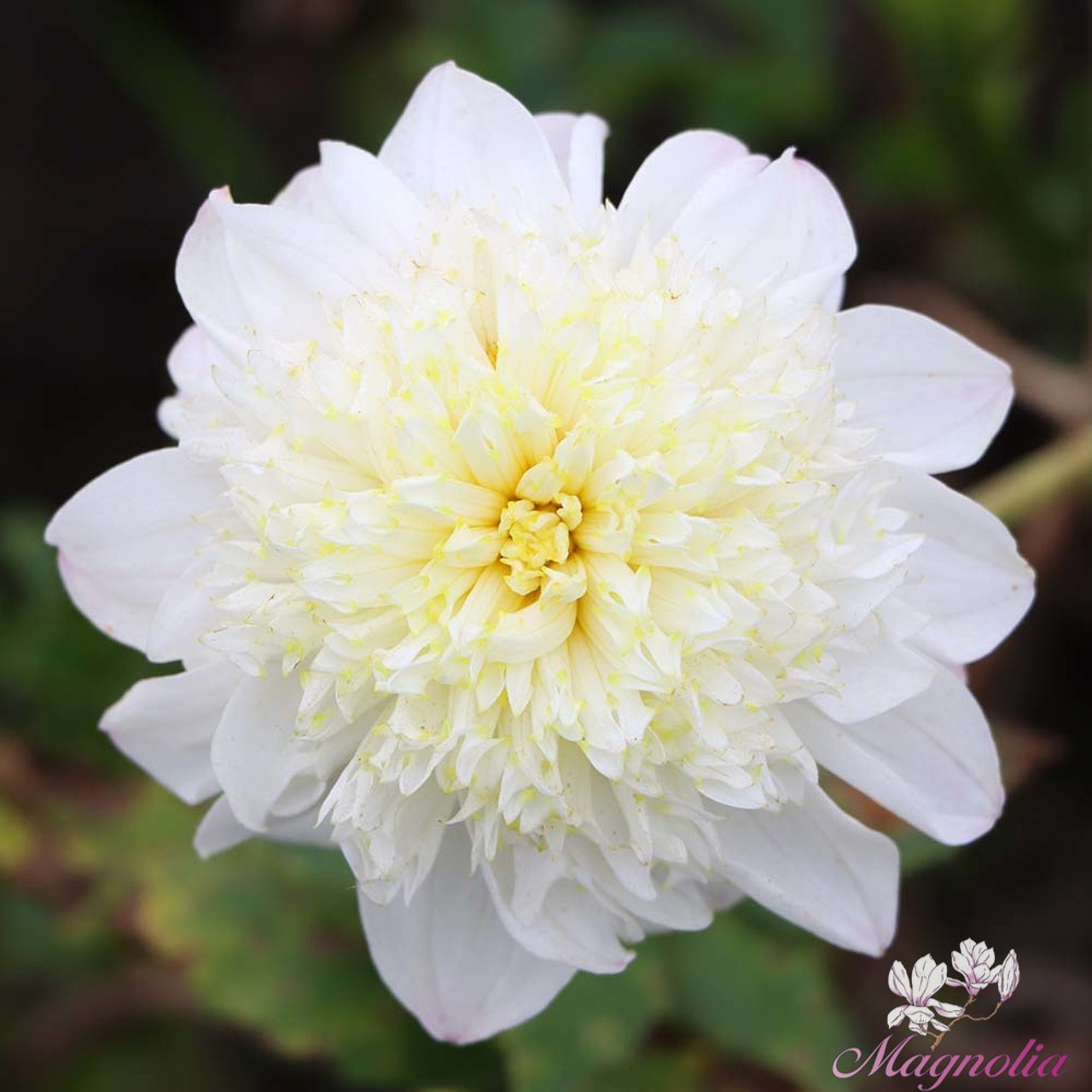 Zahra Dahlia Knöl