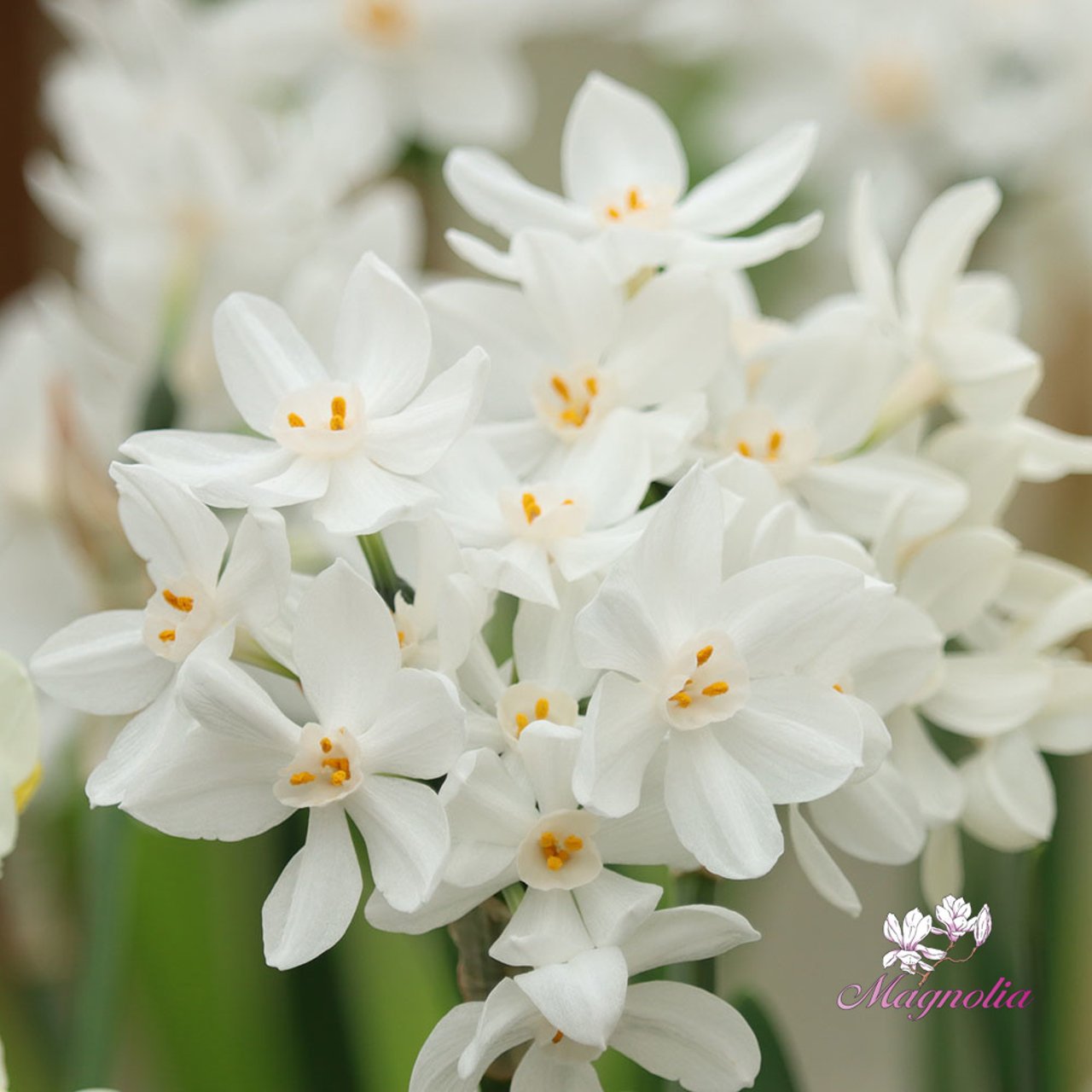 Ziva Narcissus Bulbs