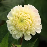 20th Avenue Memory Dahlia Stickling
