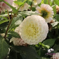 20th Avenue Memory Dahlia Cutting