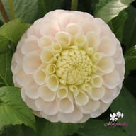 20th Avenue Memory Dahlia Cutting