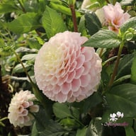 20th Avenue Memory Dahlia Cutting