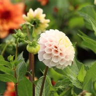 20th Avenue Memory Dahlia Stickling