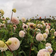 20th Avenue Memory Dahlia Cutting