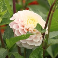 20th Avenue Memory Dahlia Stickling
