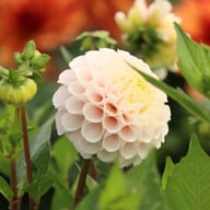 20th Avenue Memory Dahlia Stickling